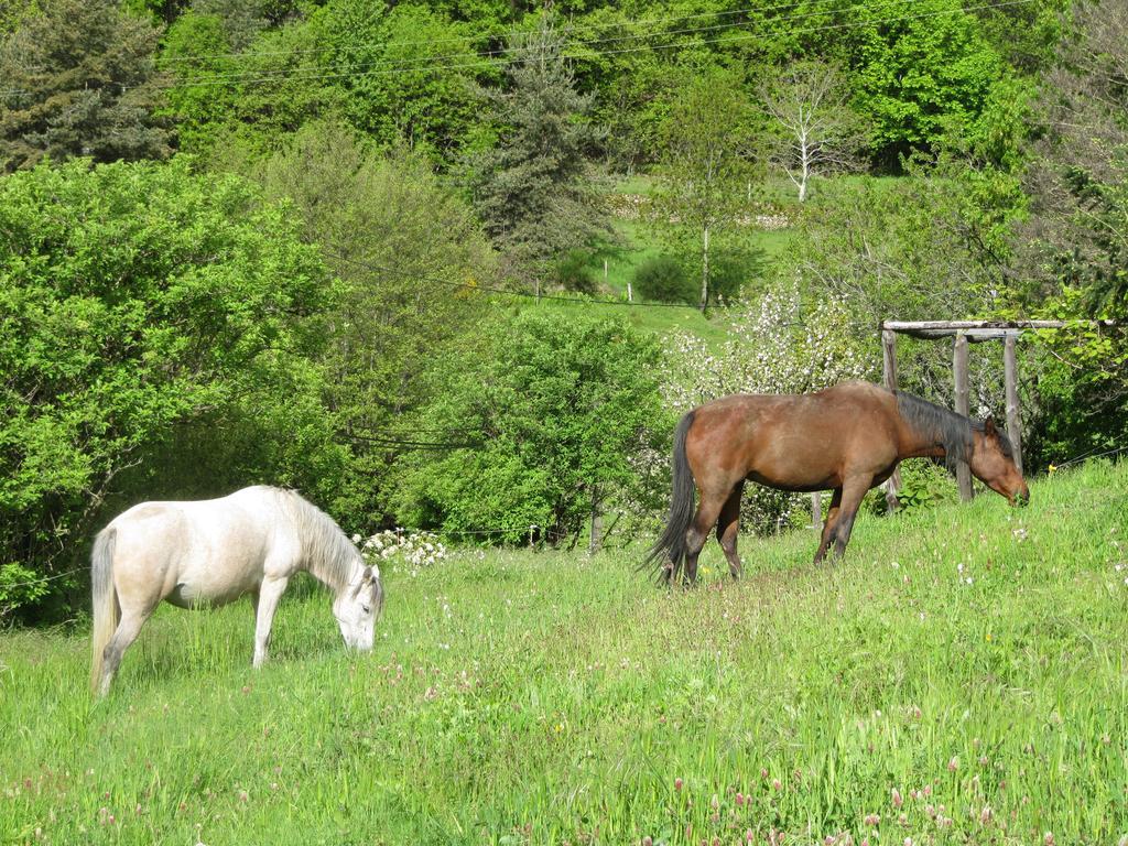 Le Petit Rias Gîte Soleil Saint Maurice en Chalencon Eksteriør billede